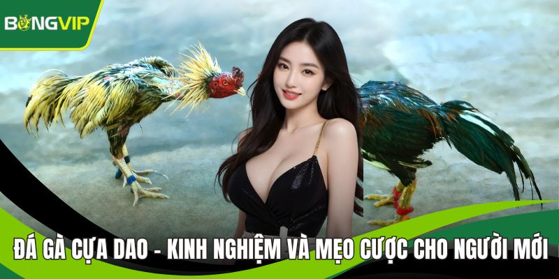 Đá Gà Cựa Dao