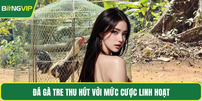 Đá gà Tre thu hút với mức cược linh hoạt