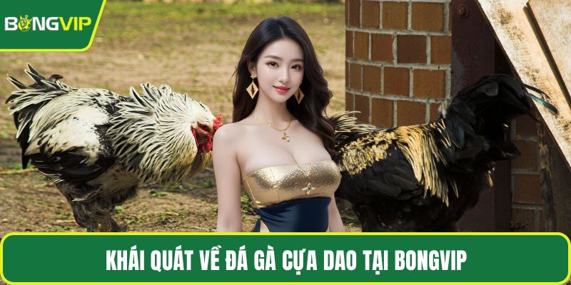 Khái quát về đá gà cựa dao tại BONGVIP