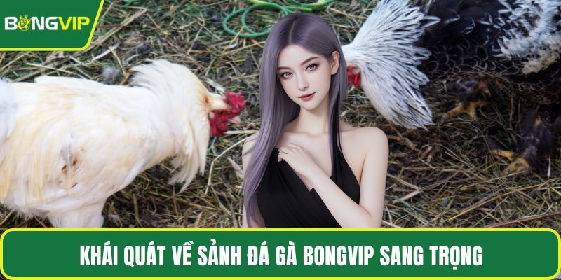 Khái quát về sảnh đá gà BONGVIP sang trọng