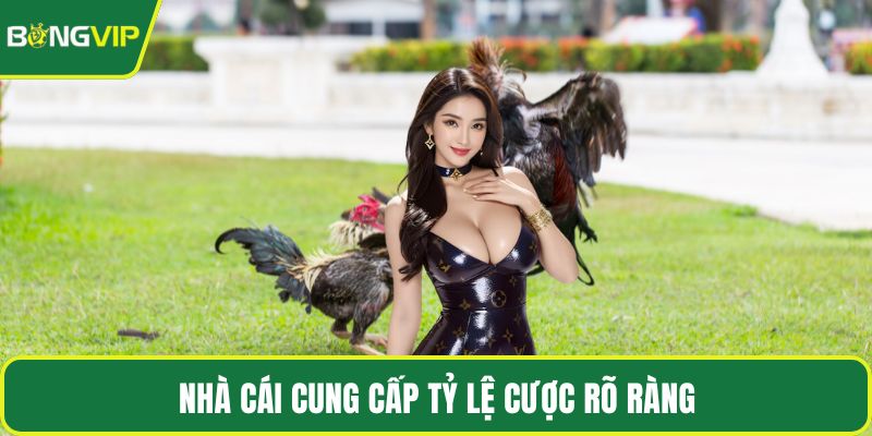 Nhà cái cung cấp tỷ lệ cược rõ ràng