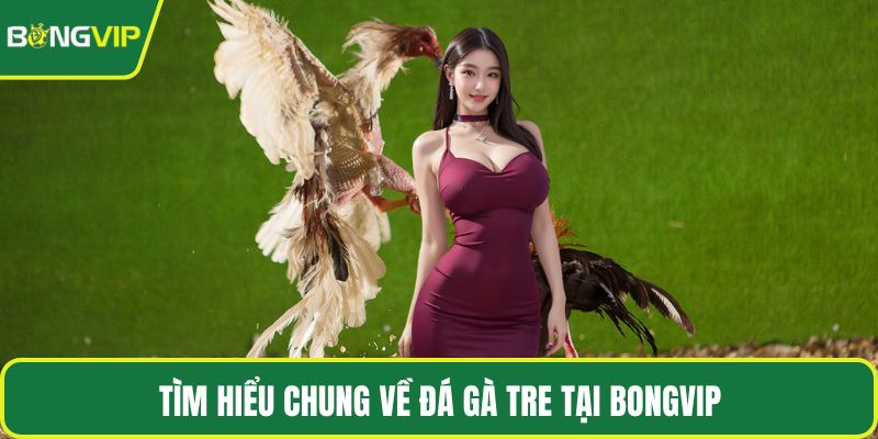 Tìm hiểu chung về đá gà tre tại BONGVIP