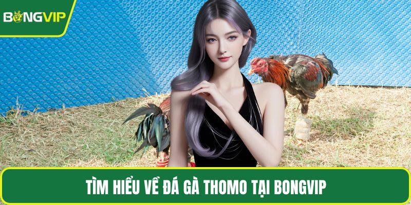 Tìm hiểu về đá gà Thomo tại BONGVIP
